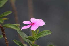 Catharanthus roseus