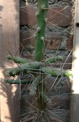 Magnoliopsida