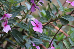 Catharanthus roseus