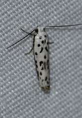 Ethmia bittenella