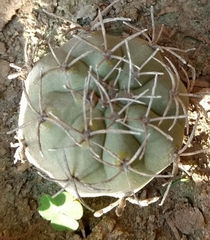 Cactoideae