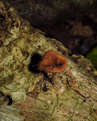 Fungi