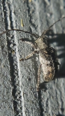 Ecyrus