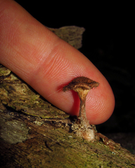 Fungi