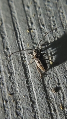 Ecyrus