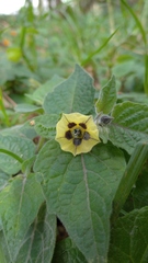 Physalis peruviana image