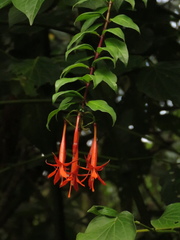 Fuchsia venusta