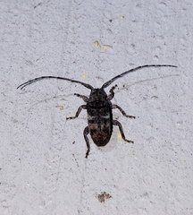 Ecyrus