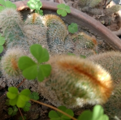Cactoideae