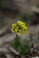 Draba oreades