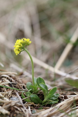Draba oreades