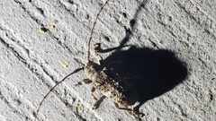 Ecyrus