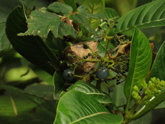 Palicourea sulphurea