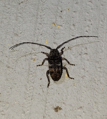 Ecyrus