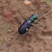 Cicindela pulchra - Photo (c) Bernard Foy, algunos derechos reservados (CC BY-NC), subido por Bernard Foy