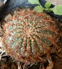 Cactoideae