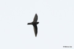 Aerodramus unicolor