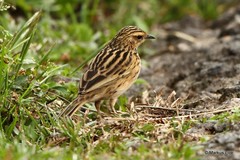 Anthus nilghiriensis