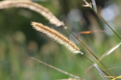Setaria