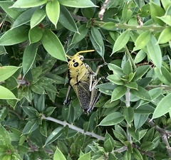 Taeniopoda citricornis