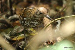 Zoothera neilgherriensis