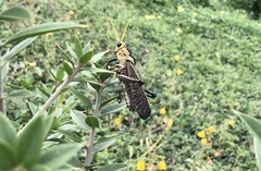 Taeniopoda citricornis