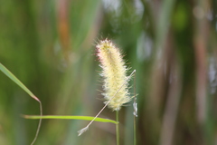 Setaria