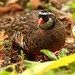 Painted Bush-Quail - Photo (c) markus lilje, some rights reserved (CC BY-NC-ND), uploaded by markus lilje