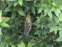 Taeniopoda citricornis