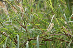 Setaria