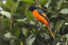 Pericrocotus flammeus