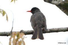 Hypsipetes ganeesa