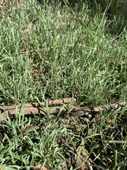 Calocephalus lacteus