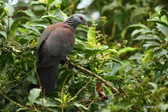 Columba elphinstonii