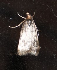 Loxostegopsis polle