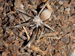 Kukulcania