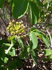 Caryocar brasiliense