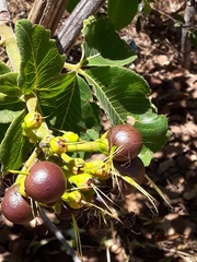 Caryocar brasiliense
