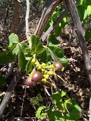 Caryocar brasiliense
