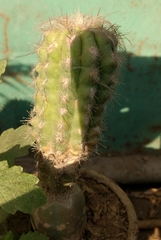 Cactoideae