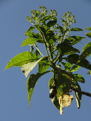 Verbesina crassiramea