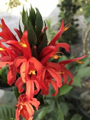 Pachystachys coccinea
