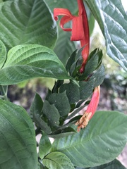 Pachystachys coccinea