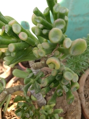 Magnoliopsida