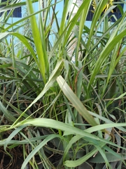 Poaceae