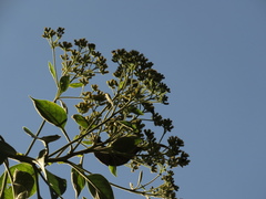 Verbesina crassiramea