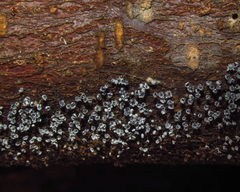 Myxomycetes