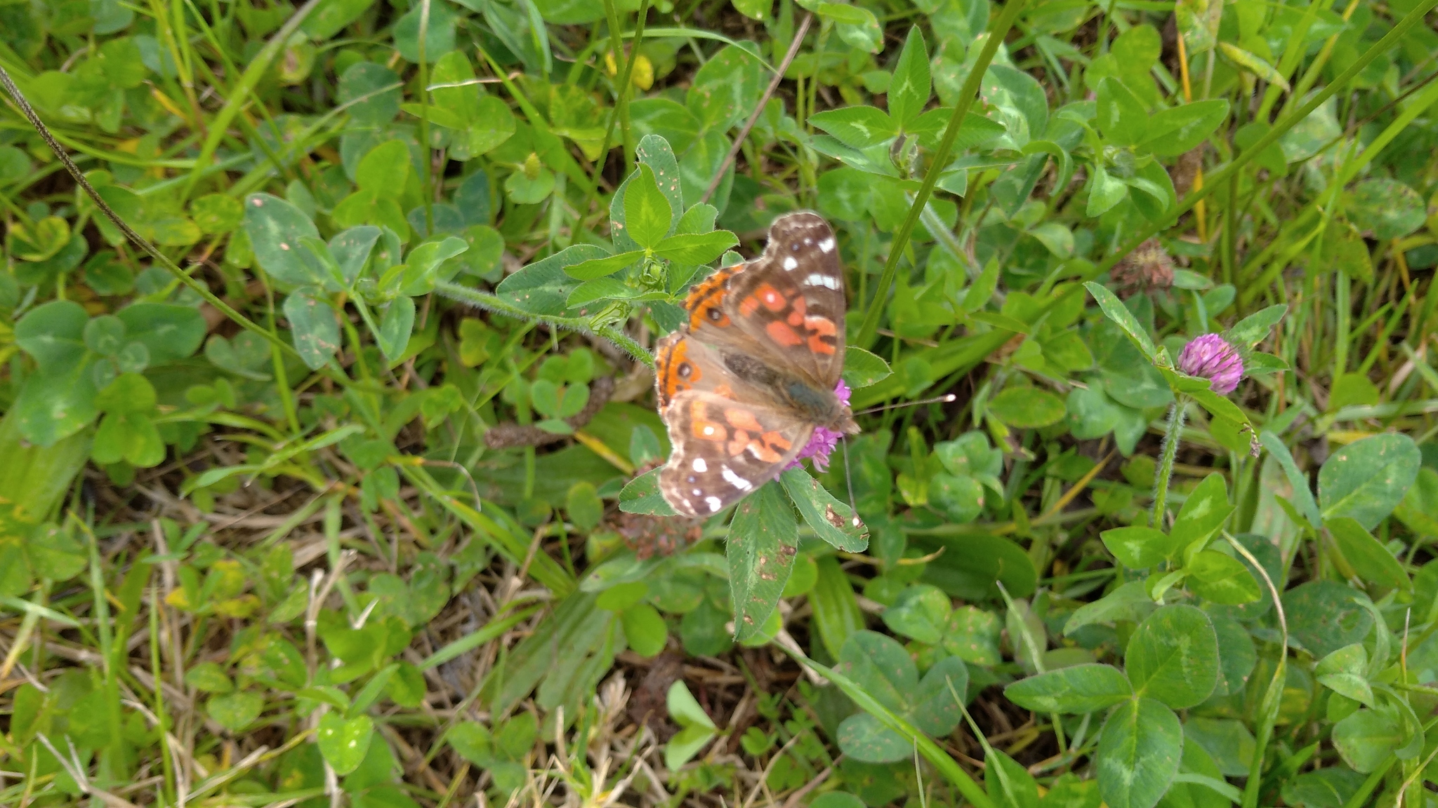 Vanessa braziliensis image