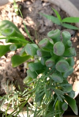 Magnoliopsida