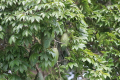 Ceiba speciosa